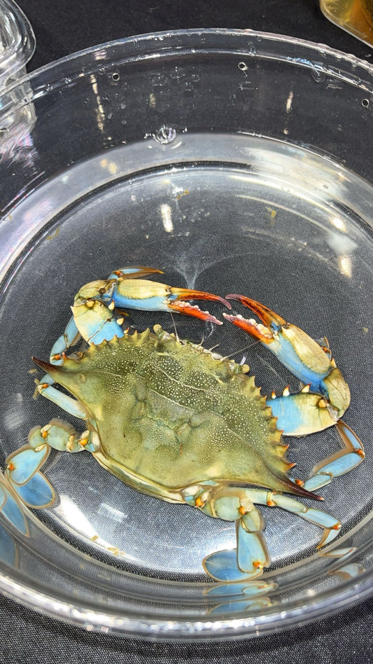 Atlantic Blue Crab (Callinectes sapidus)