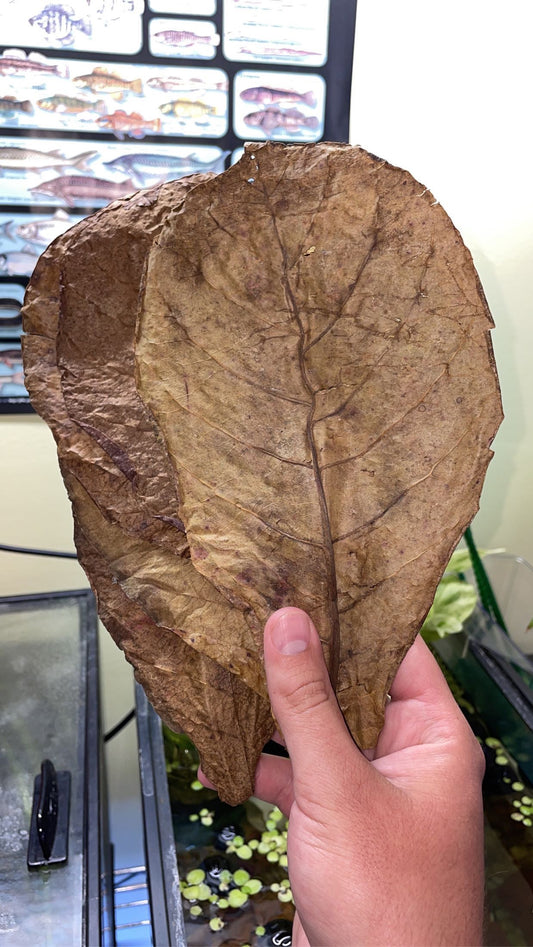 XL Indian Almond/Catappa Leaves