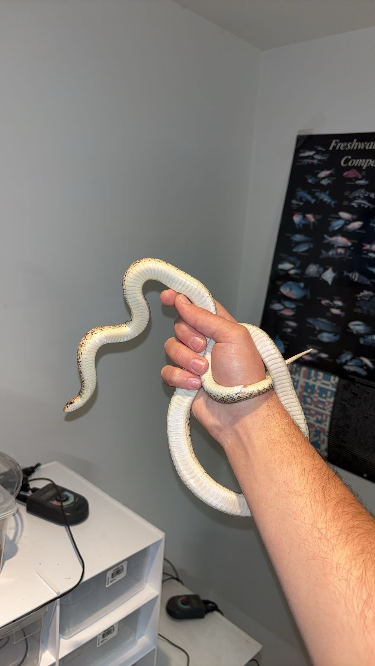 1.0 Painted Desert Glossy Snake (Arizona elegans philipi)