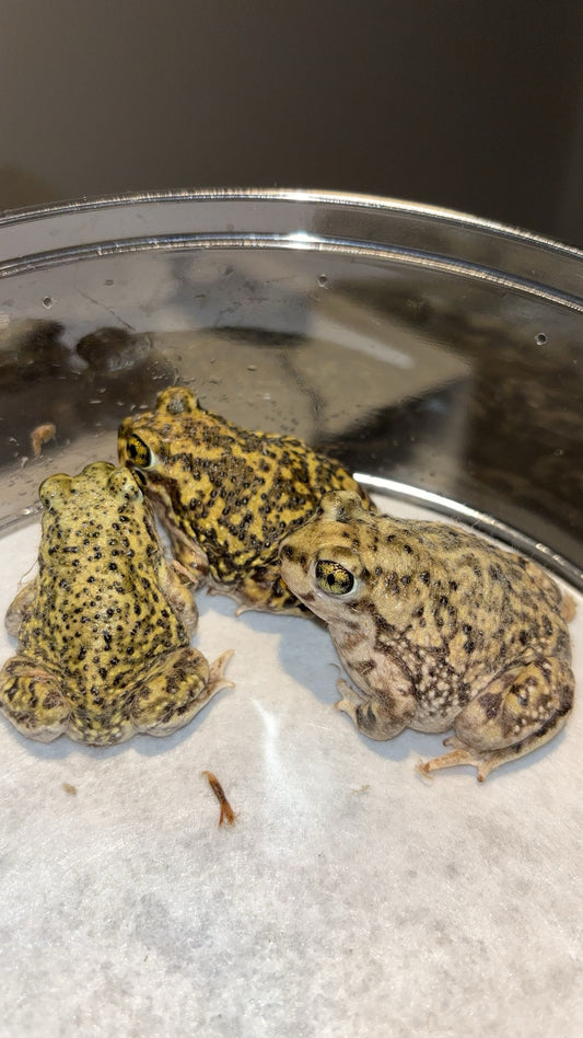 Couch's Spadefoot Toad (Scaphiopus couchii)