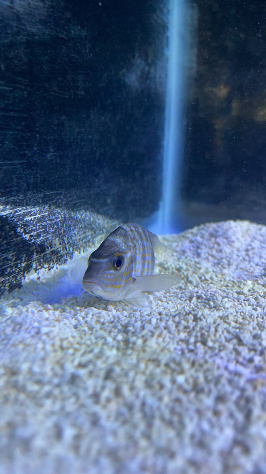 Pigfish (Orthopristis chrysoptera)