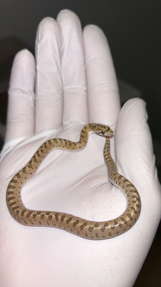 0.1 Painted Desert Glossy Snake (Arizona elegans philipi)