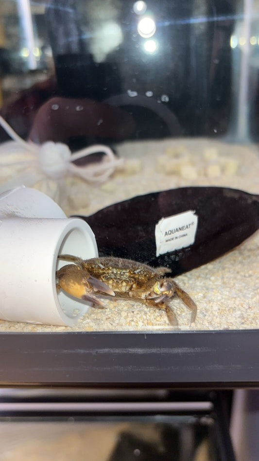 Black-fingered Mud Crab (Panopeus herbstii)