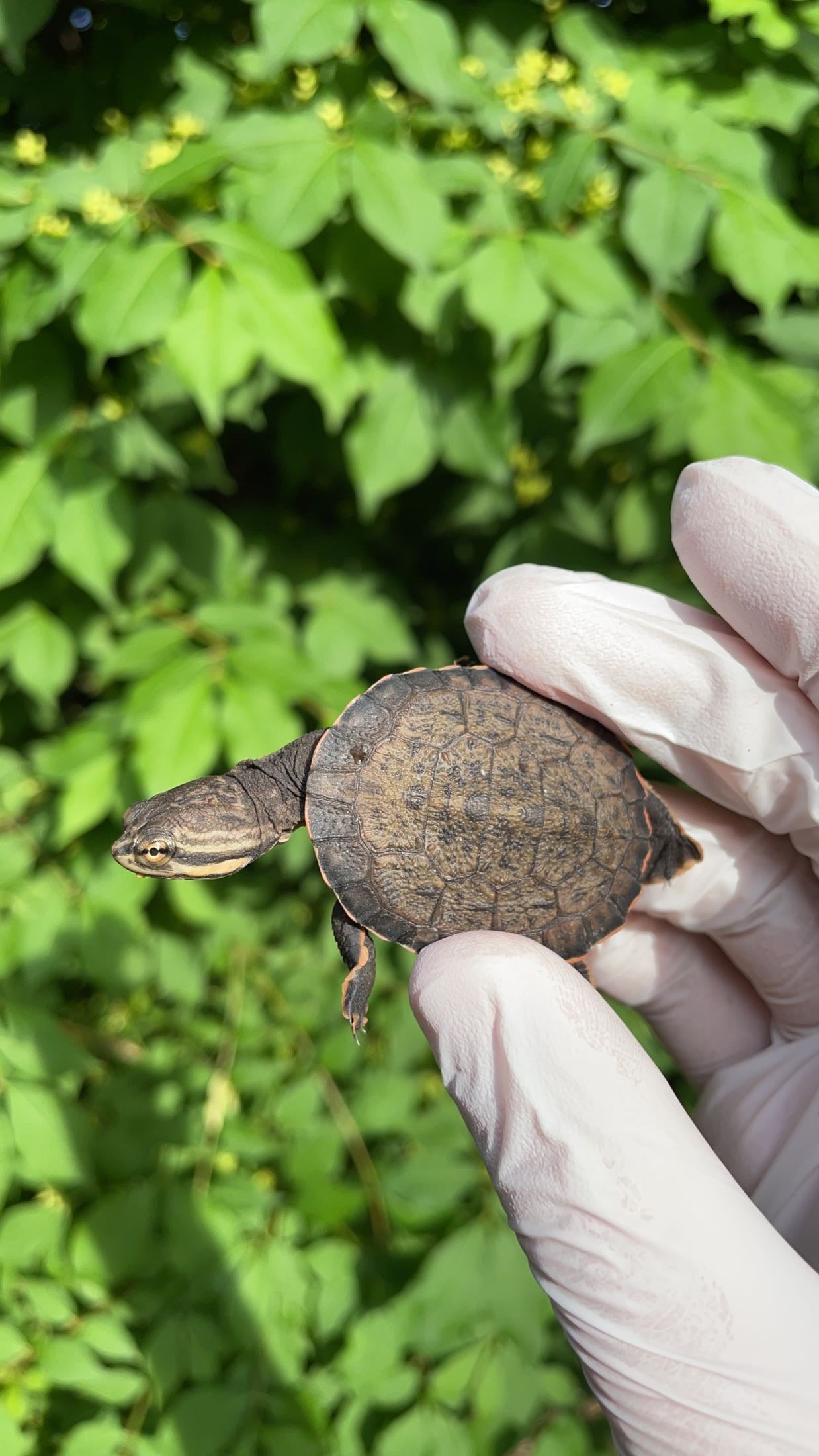 Geoffroy’s Side-necked Turtle (Phrynops geoffroanus)