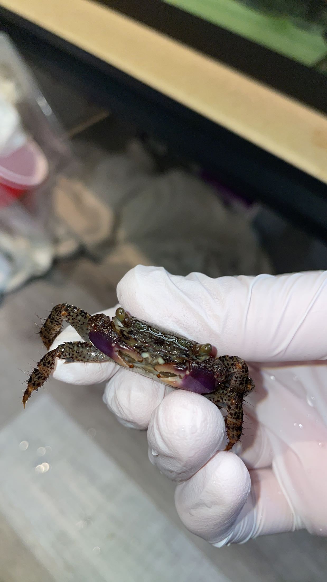 Messor’s Shore Crab (Metopograpsus messor)