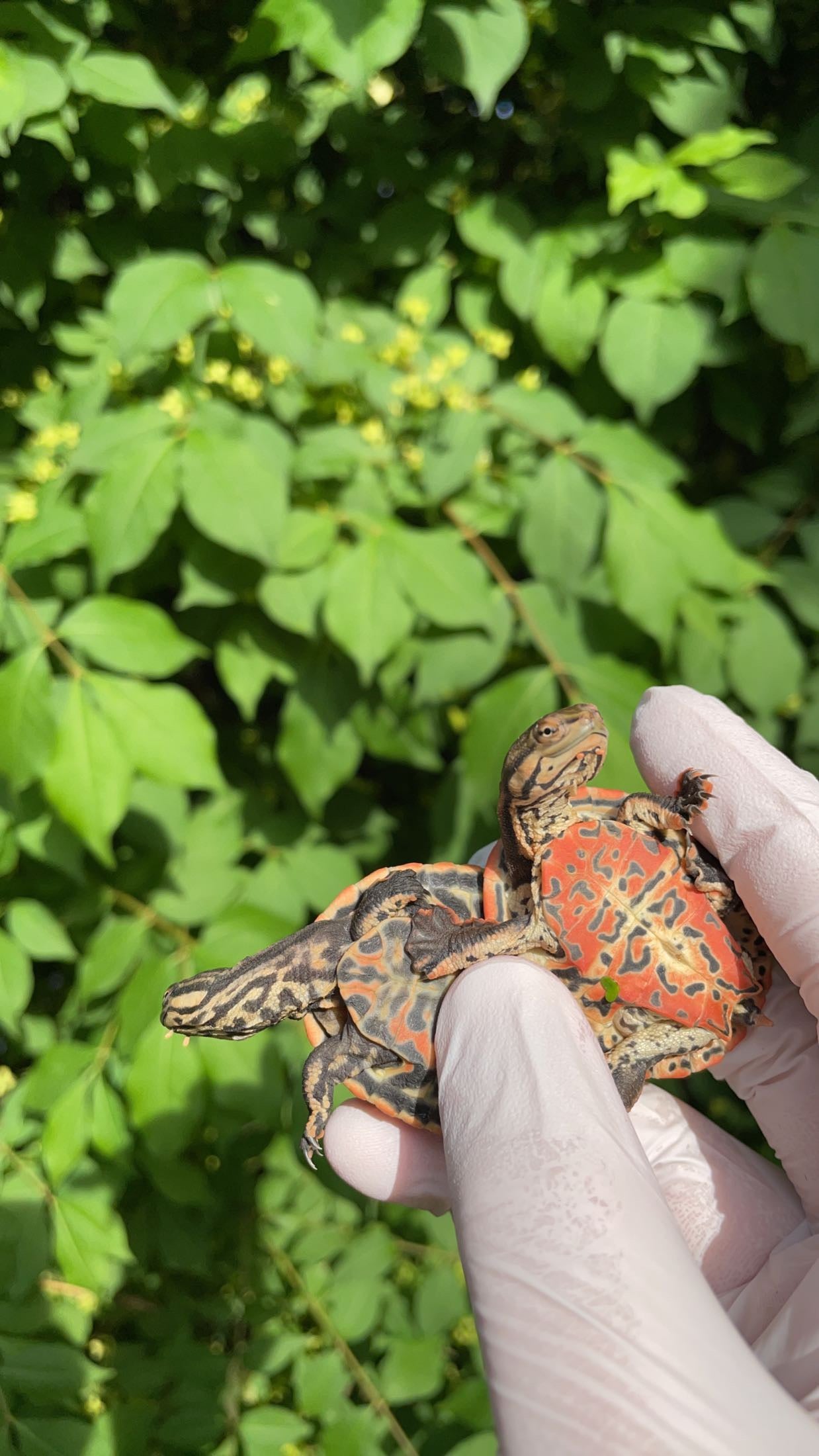 Geoffroy’s Side-necked Turtle (Phrynops geoffroanus)