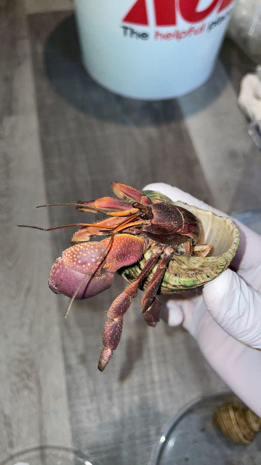 Indonesian Hermit Crab (Coenobita brevimanus)
