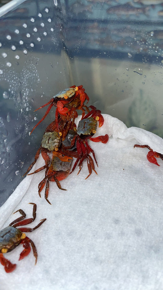 Rainbow Vampire Crab (Geosesarma cf. rouxi)