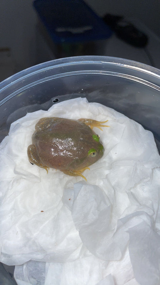 Budgett’s Frog (Lepidobatrachus laevis)