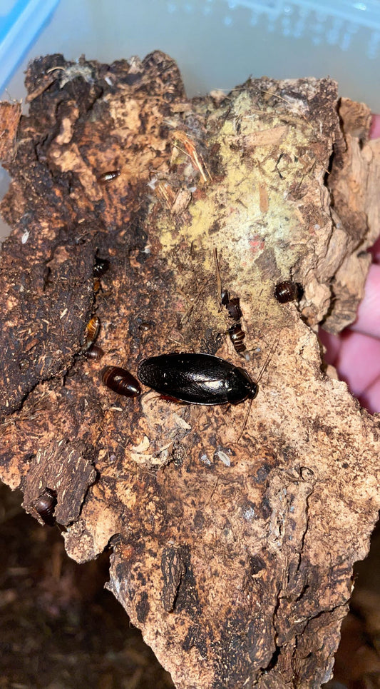 Shadow Cockroach (Pycnoscelus nigra)