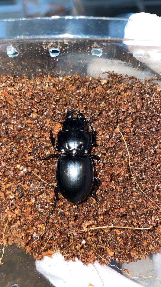 Margined Warrior Beetle (Pasimachus marginatus)