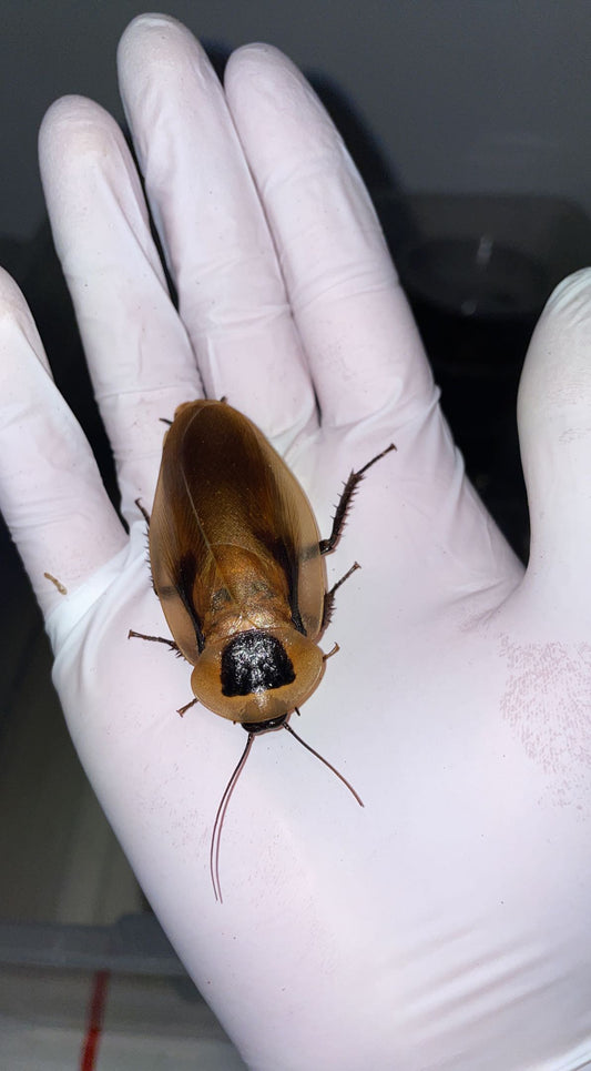 Polymorphic Cockroach (Blaberus atropos) "Miami, FL"