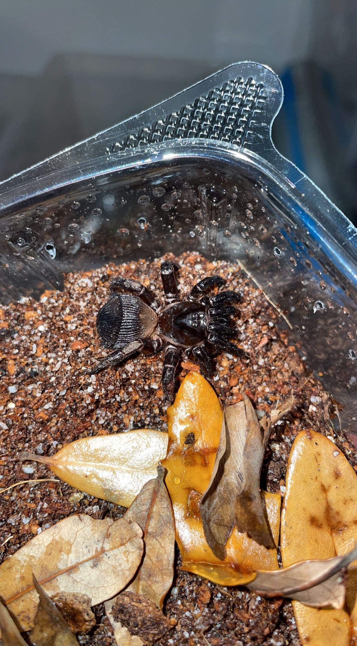 Florida Ravine Trapdoor Spider (Cyclocosmia torreya)
