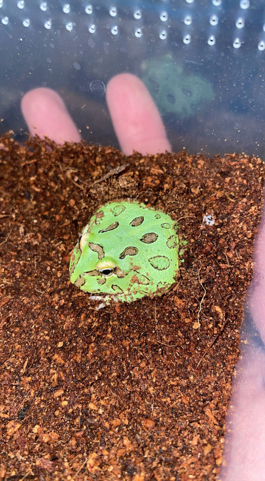 Green Apple Pacman Frog (Ceratophrys cranwelli)