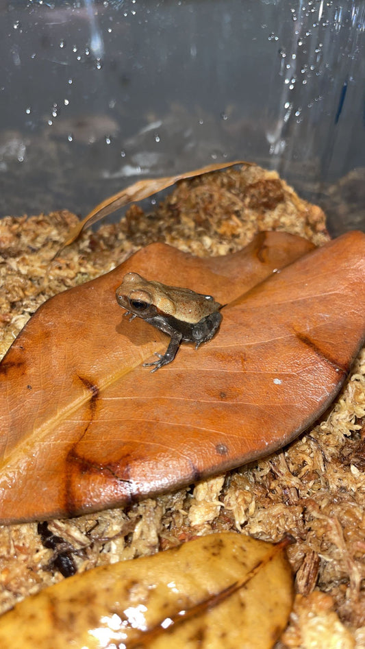 Smooth-sided Toad (Rhaebo guttatus)