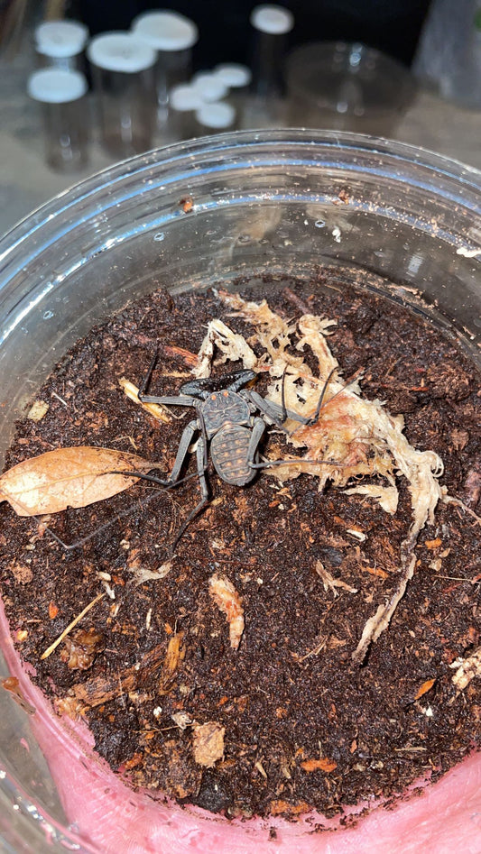 Central American Tailless Whip Scorpion (Phrynus whitei)