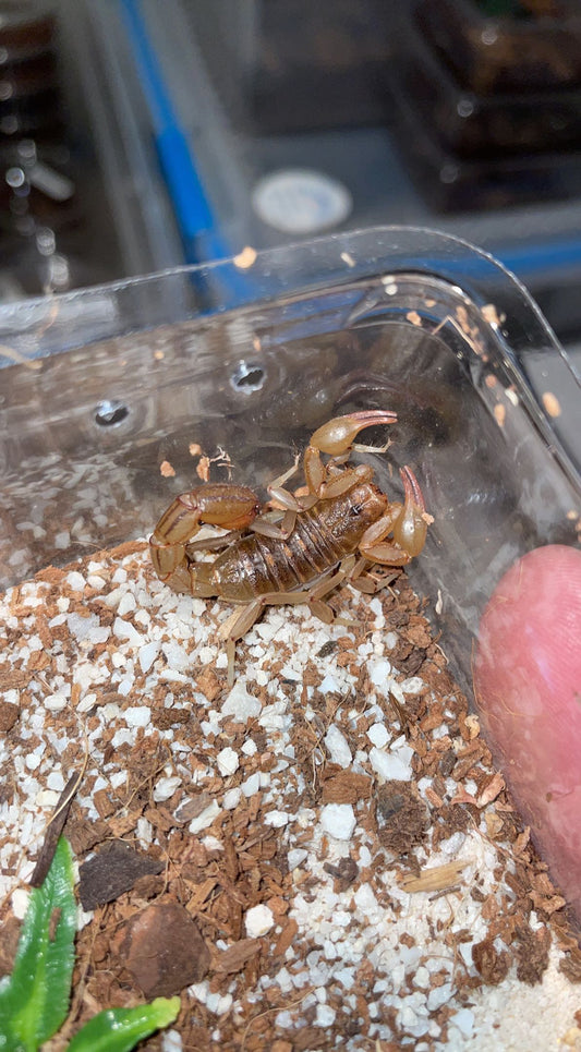 Striped Devil Scorpion (Paravaejovis spinigerus)