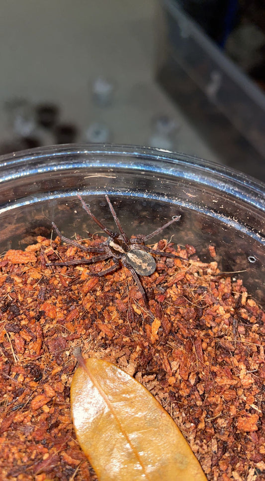Florida Wandering Spider (Ctenus captiosus)
