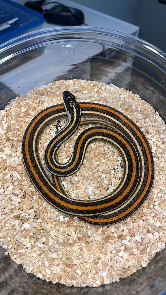 0.1 Proven LTC Dawson Co. TX Orange-striped Ribbon Snake (Thamnophis p. proximus)