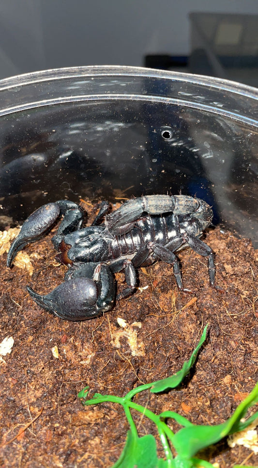Asian Forest Scorpion (Heterometrus silenus)