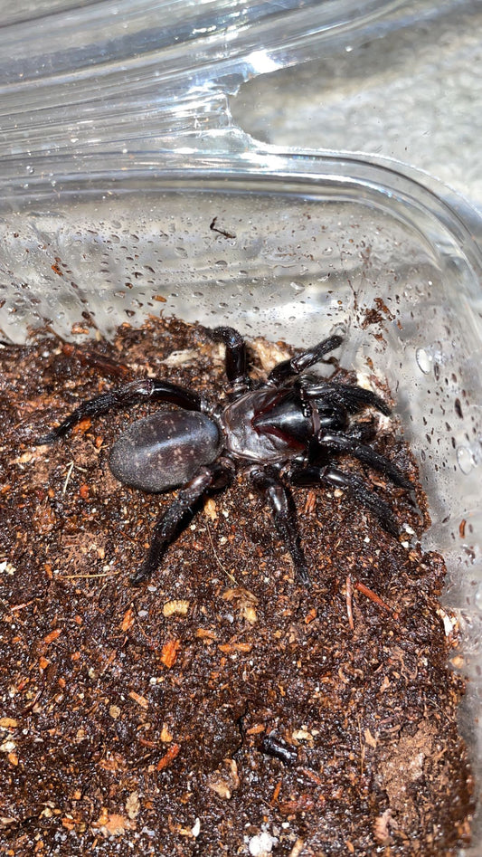 Thai Funnel Web Spider (Atmetochilus songsangchotei)