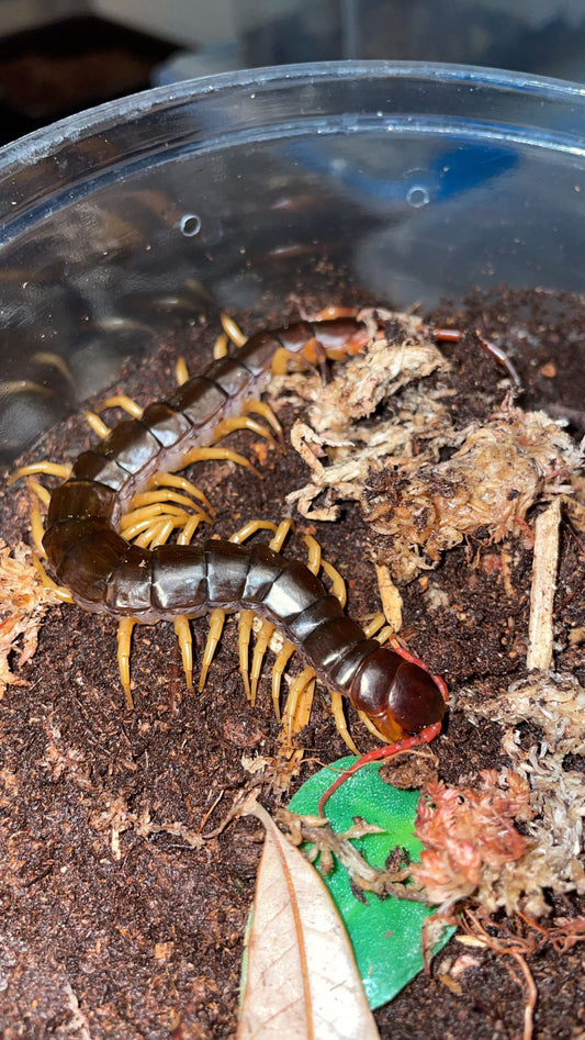 Vietnamese Centipede (Scolopendra dehaani)