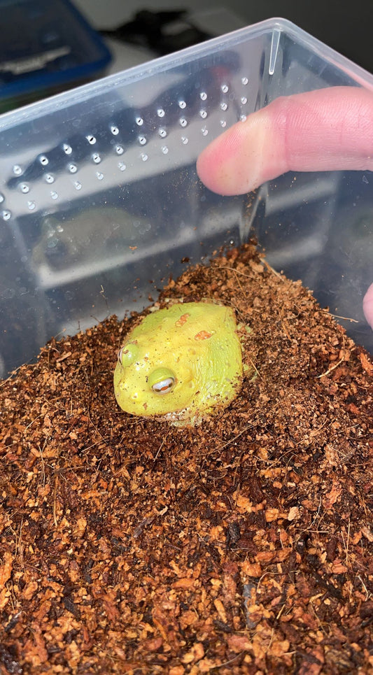 Patternless Albino “Pikachu” Pacman Frog (Ceratophrys cranwelli)