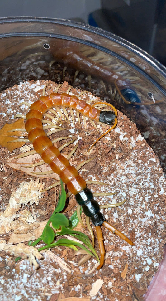 Giant Desert Centipede (Scolopendra heros arizonensis)
