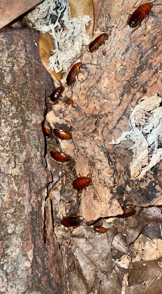 Fulvous Wood Cockroach (Parcoblatta fulvescens)