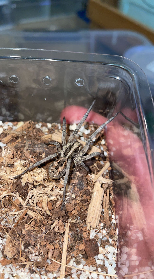 Giant Wolf Spider (Hogna sp. Arizona)