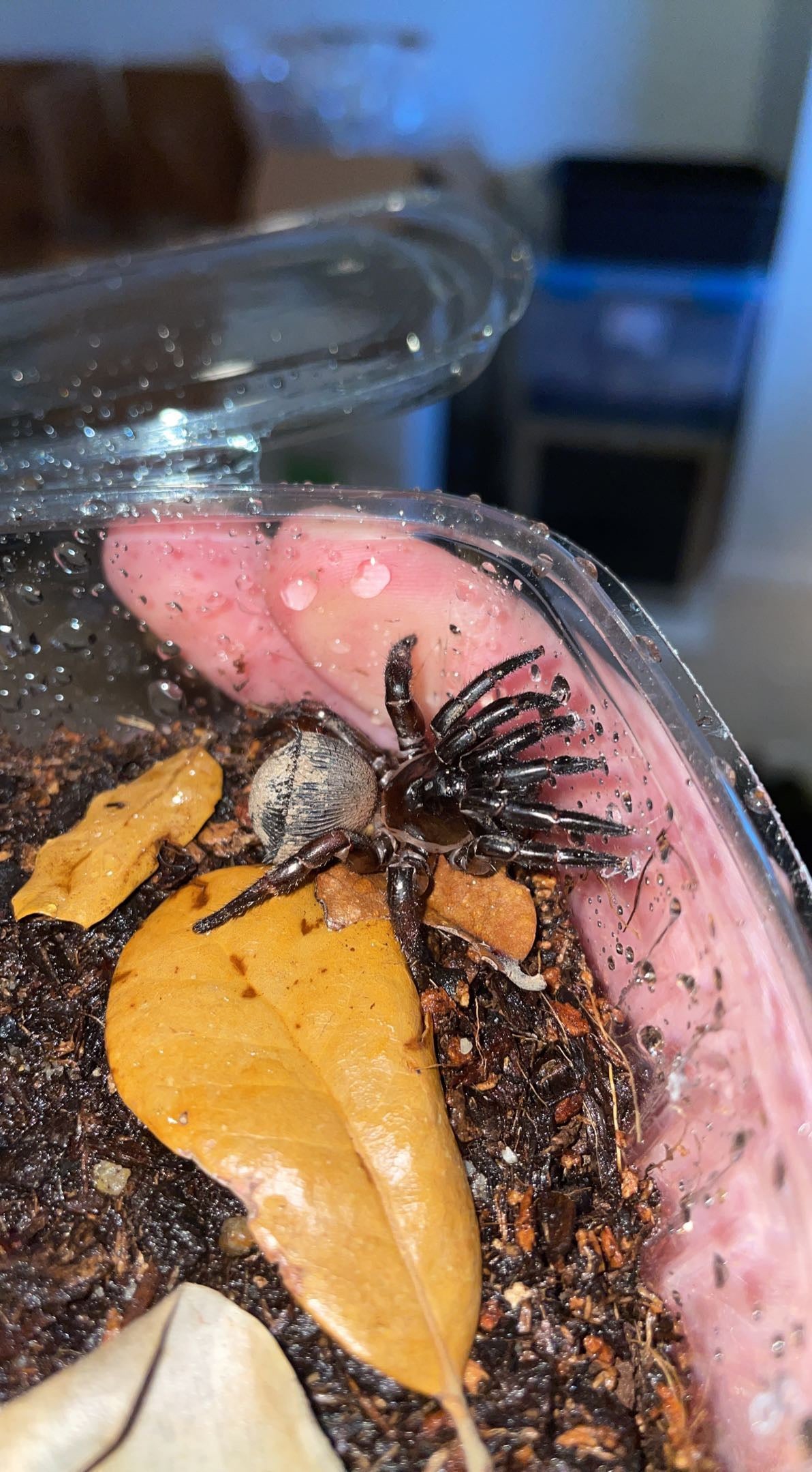 Florida Ravine Trapdoor Spider (Cyclocosmia torreya)