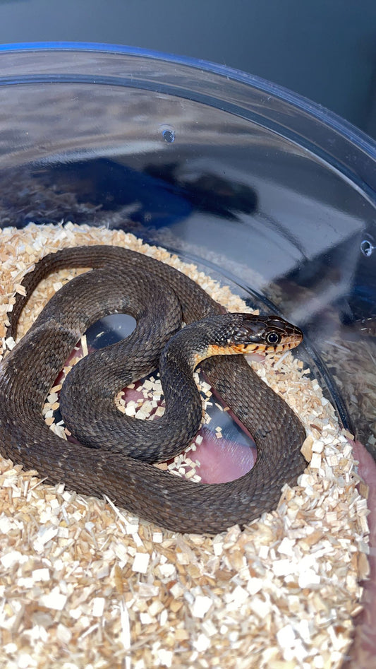 0.1 LTC Bibb Co. AL Red-bellied Water Snake (Nerodia erythrogaster)