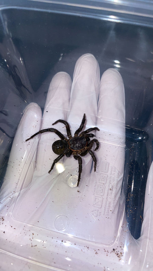 Black Armored Trapdoor Spider (Liphistius cf. jarujien/malayanus)
