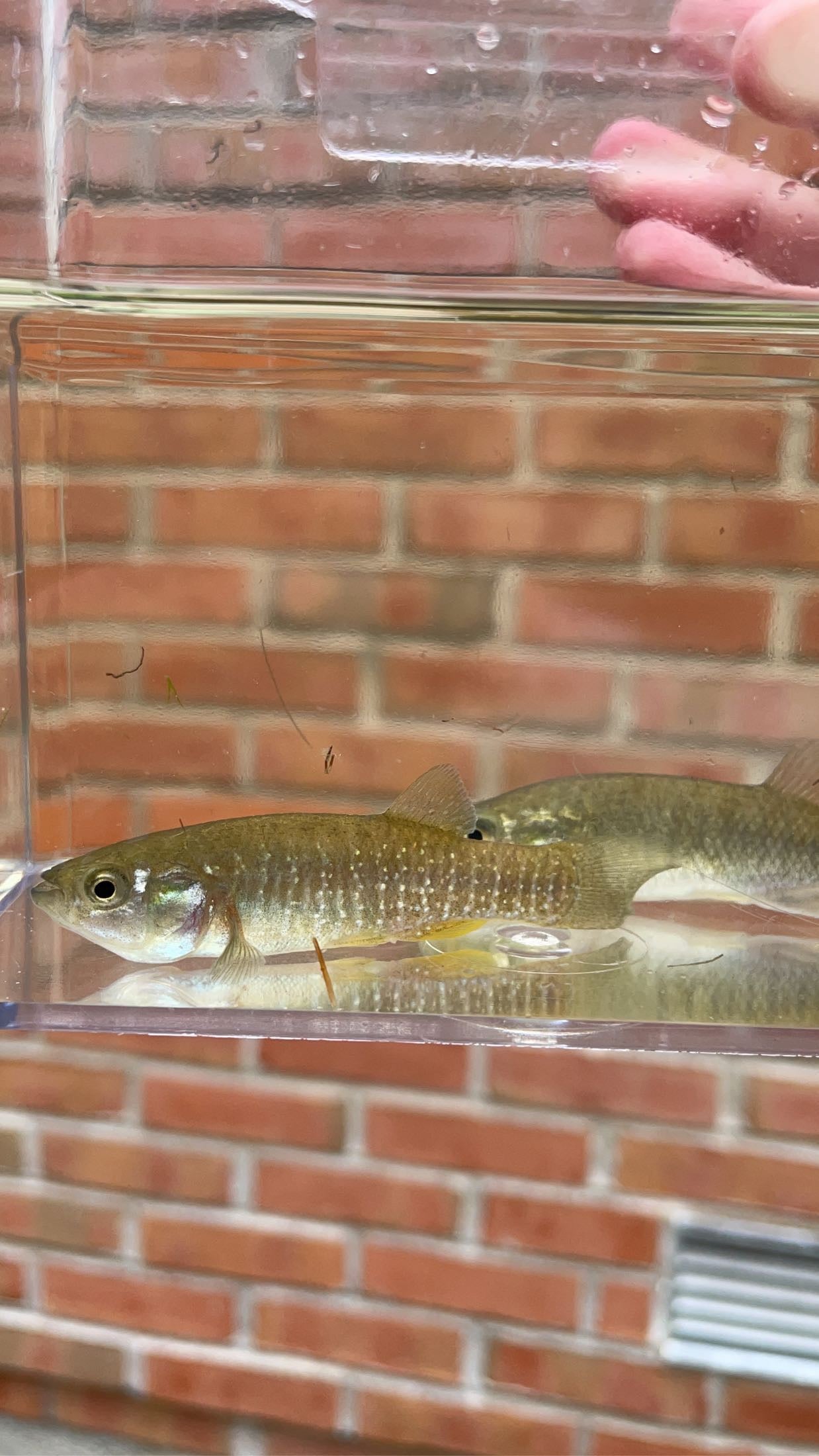 Mummichog (Fundulus heteroclitus)