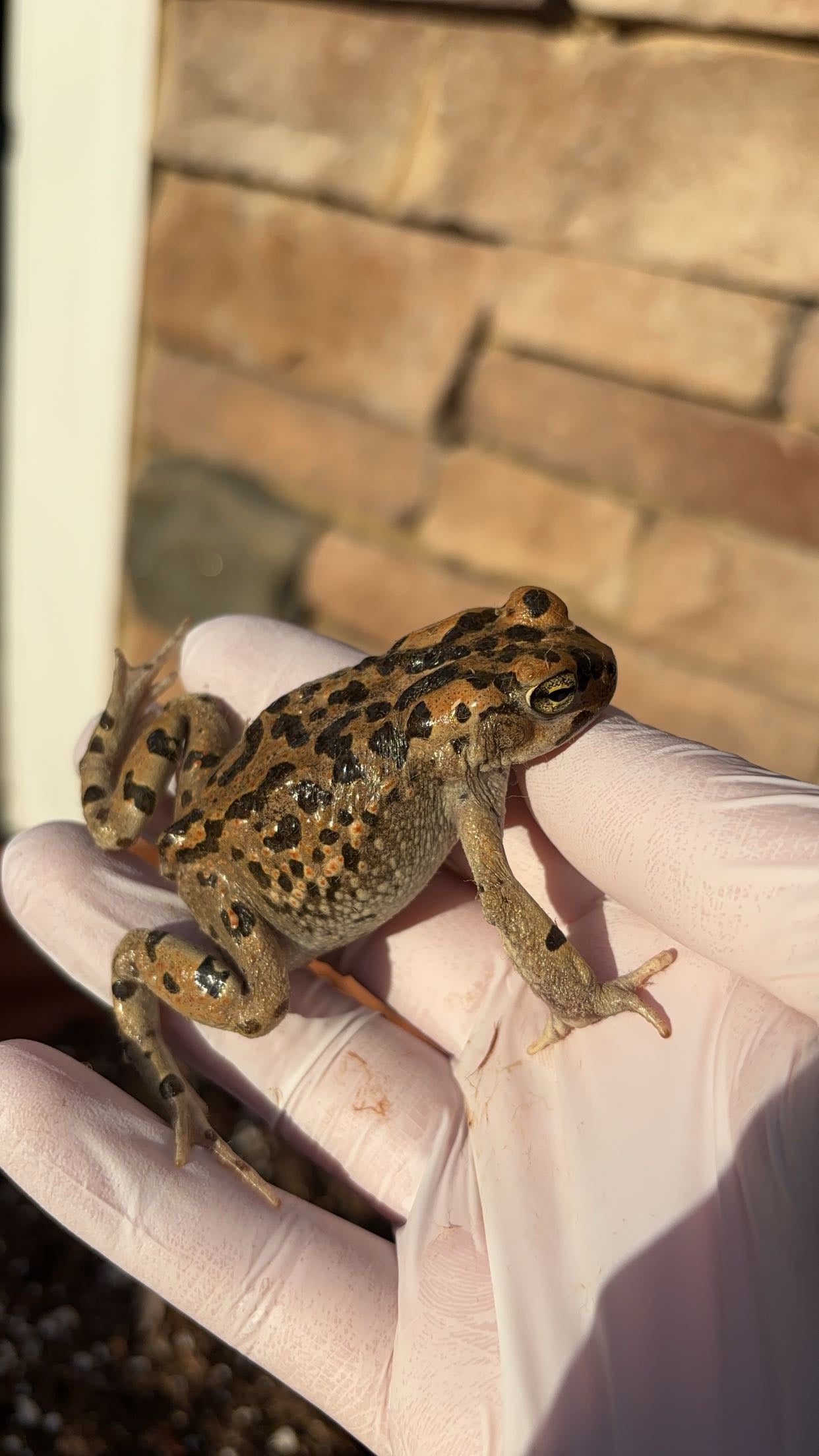 African Green Toad (Bufotes boulengeri)