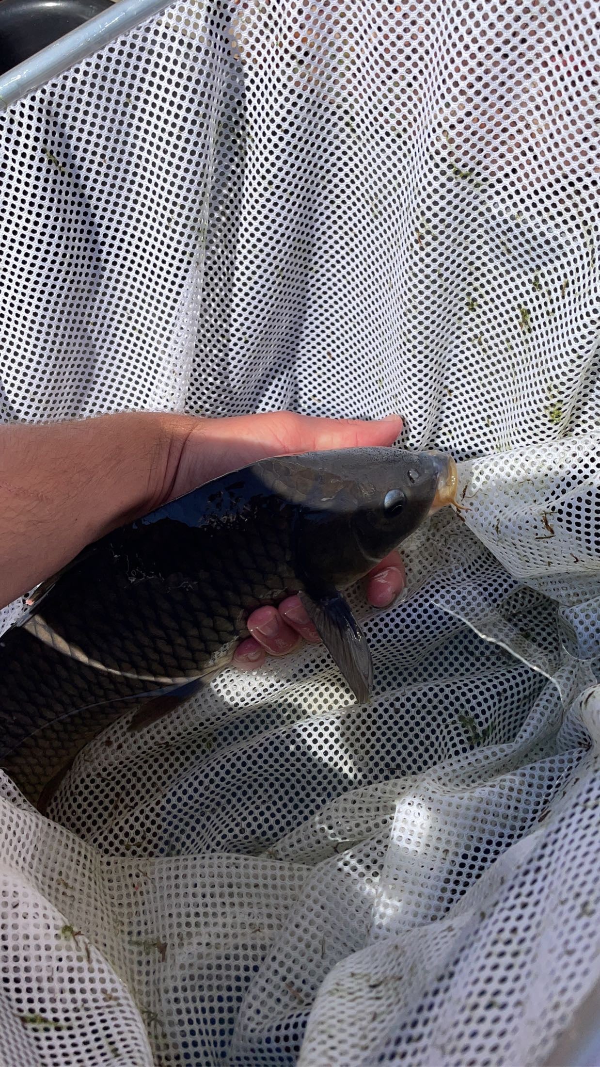 Common Carp (Cyprinus carpio) - WYSIWYG