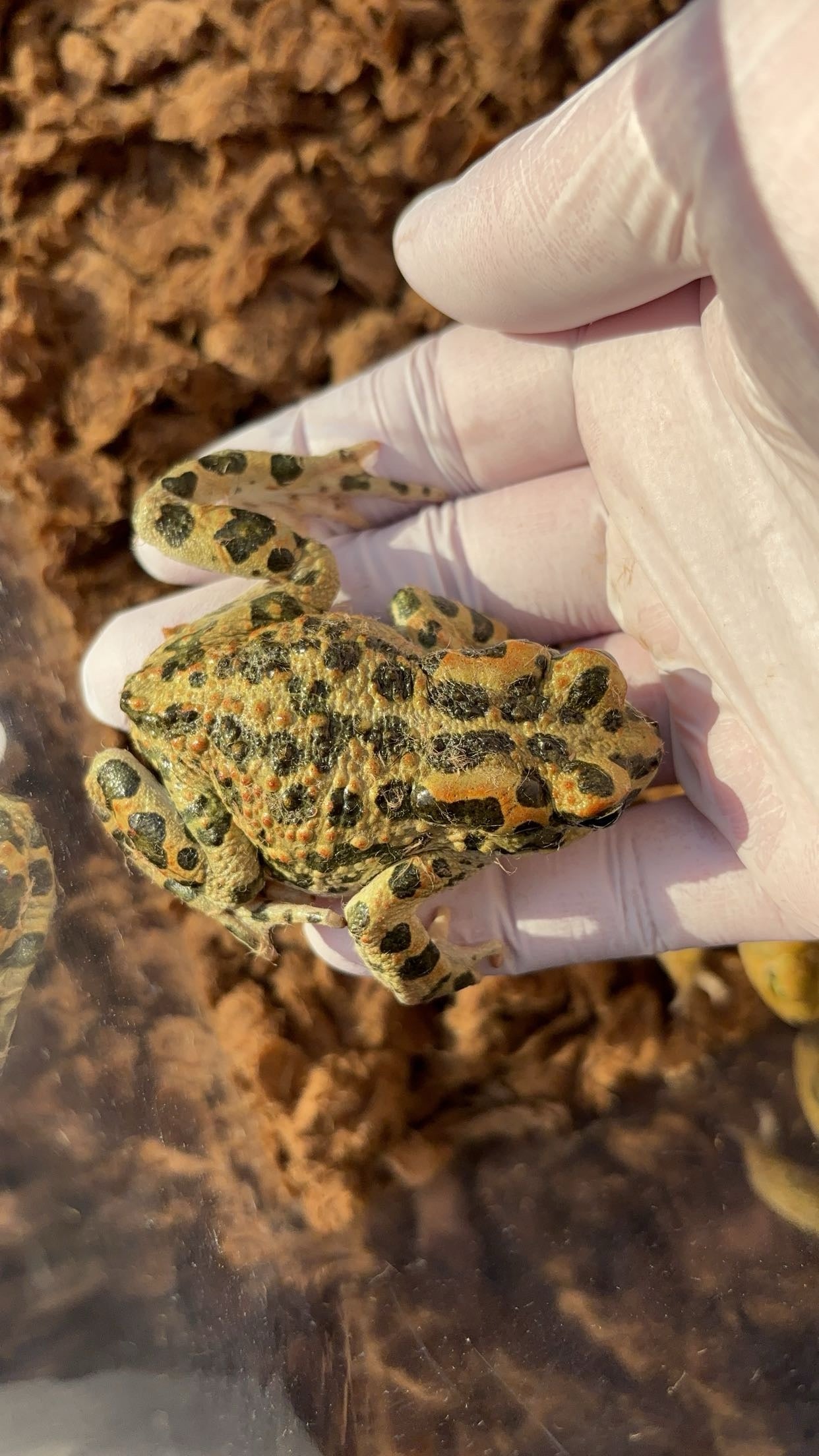 African Green Toad (Bufotes boulengeri)