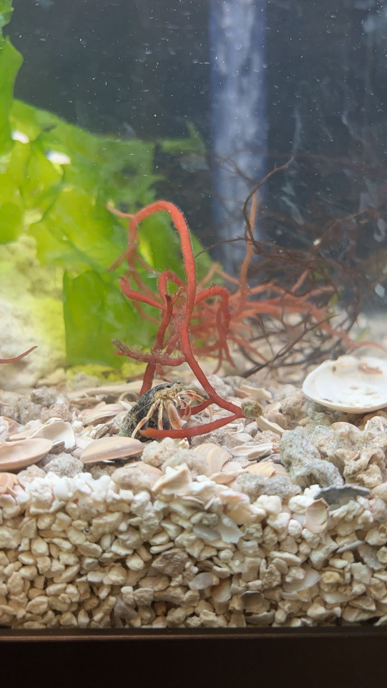 Long-clawed Hermit Crab (Pagurus longicarpus)