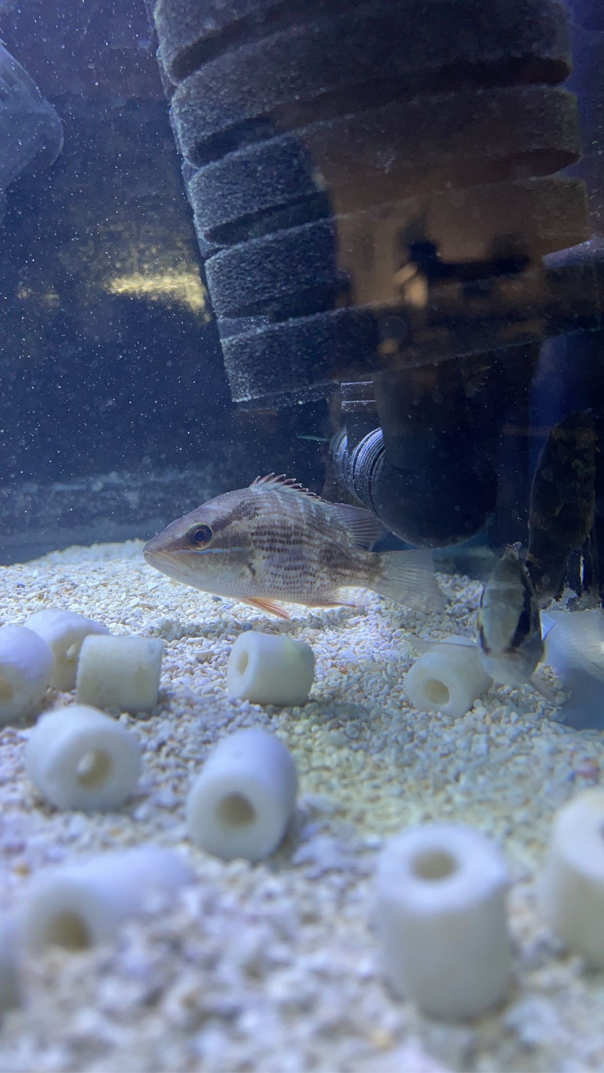 Sand Gulf Flounder Fish Iron on Patch Paralichthys Albigutta -  Israel