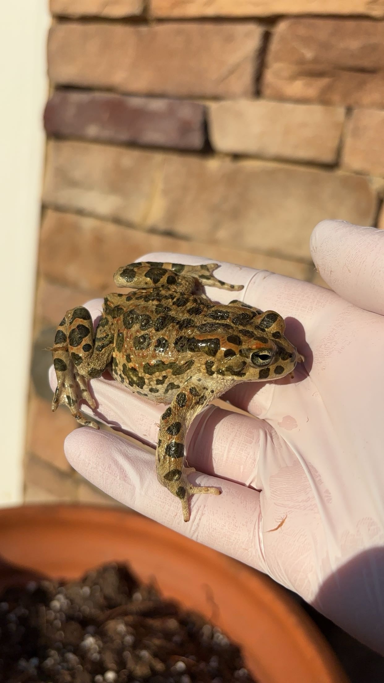 African Green Toad (Bufotes boulengeri)