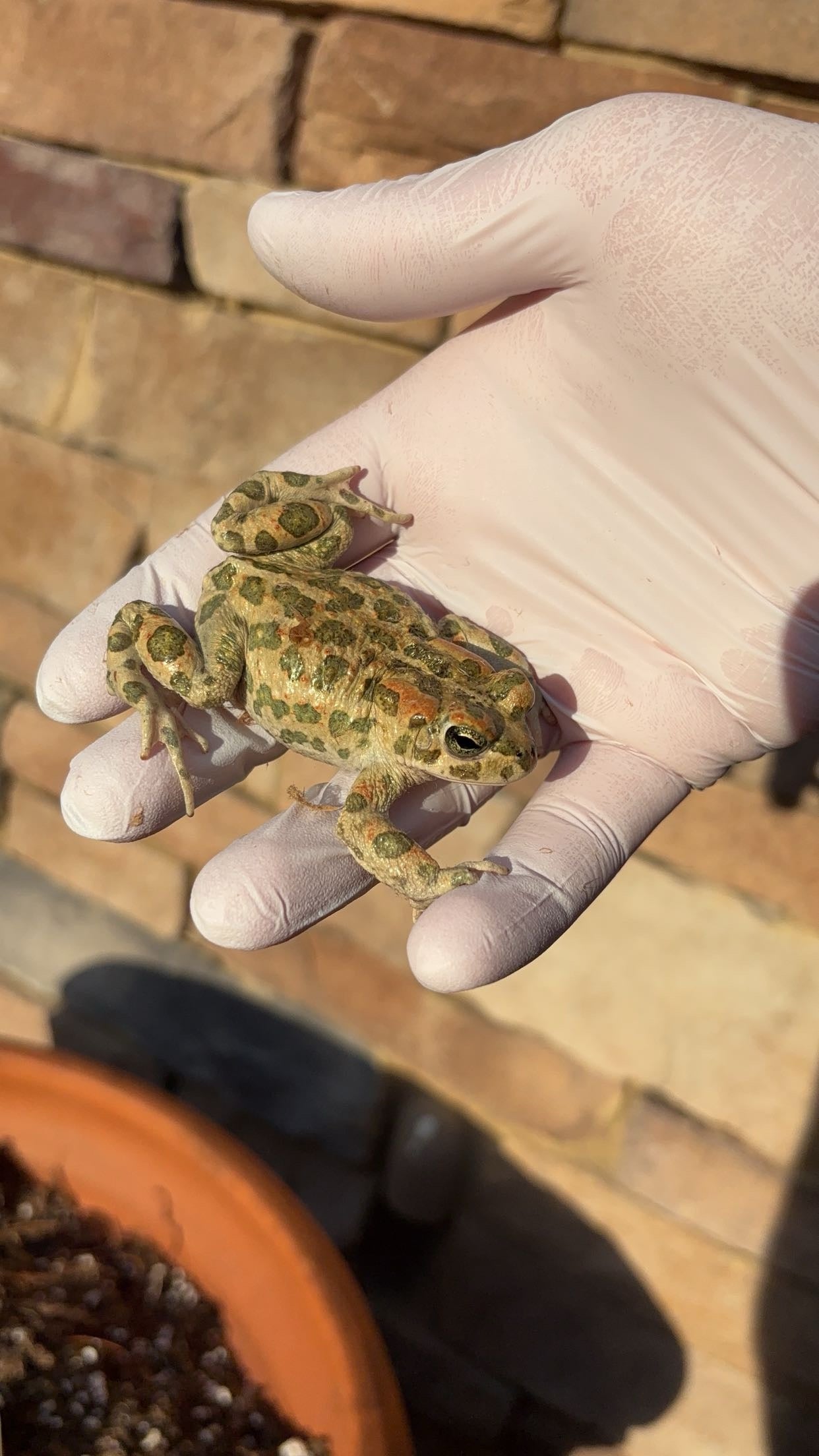 African Green Toad (Bufotes boulengeri)