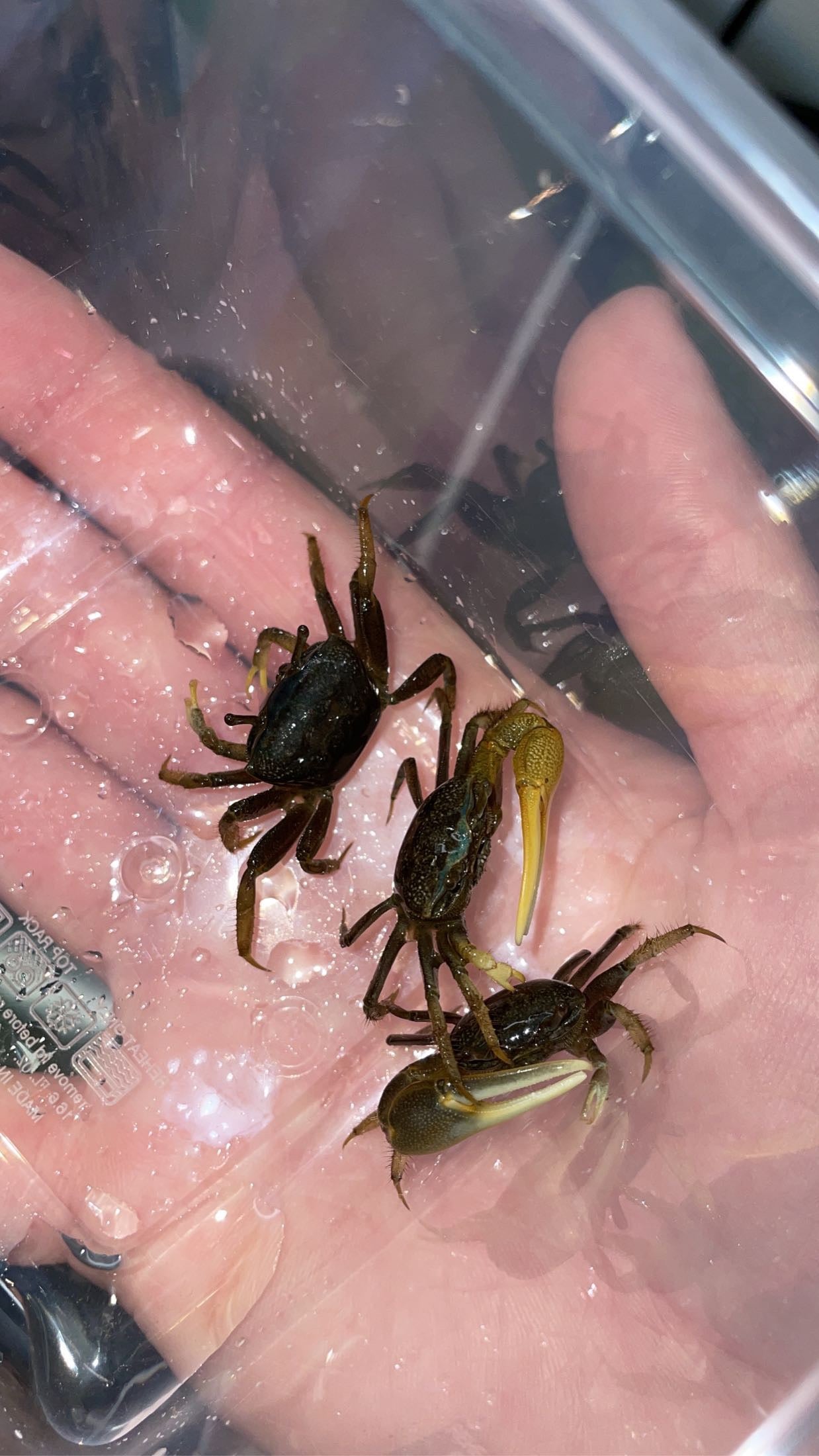 Atlantic Marsh Fiddler Crab (Minuca pugnax)