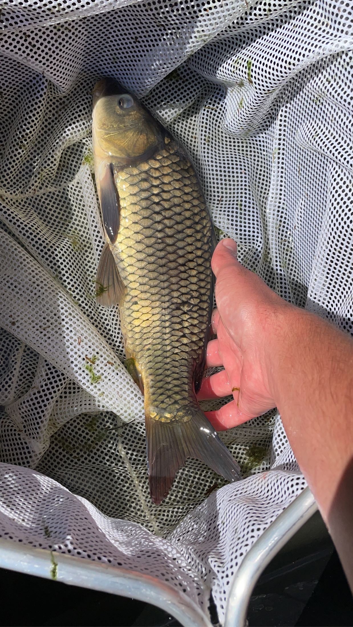 Common Carp (Cyprinus carpio) - WYSIWYG