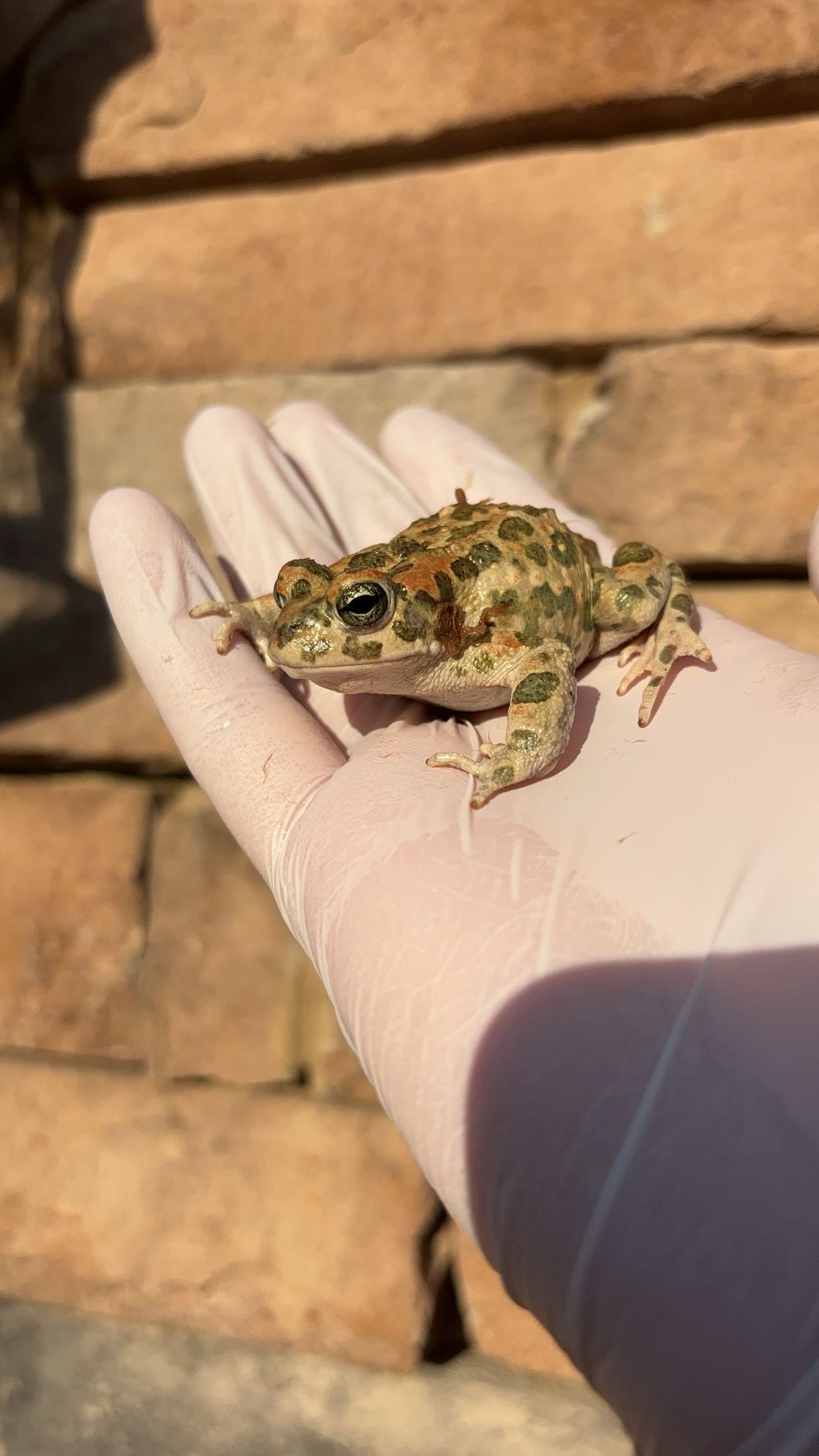 African Green Toad (Bufotes boulengeri)