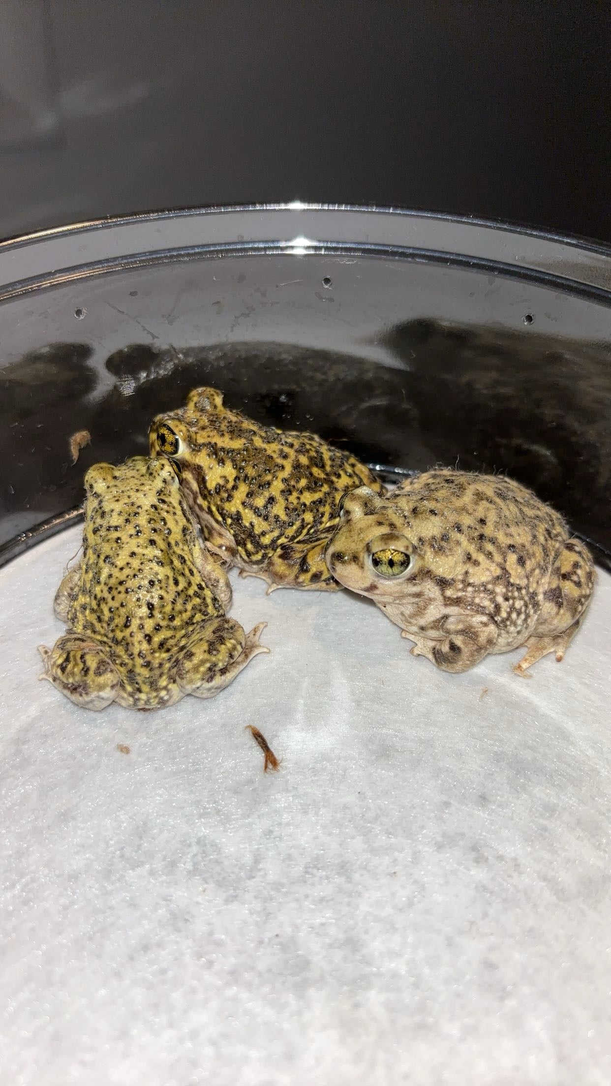 Couch's Spadefoot Toad (Scaphiopus couchii)