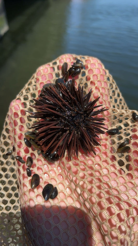 Atlantic Purple Sea Urchin (Arbacia punctulata)