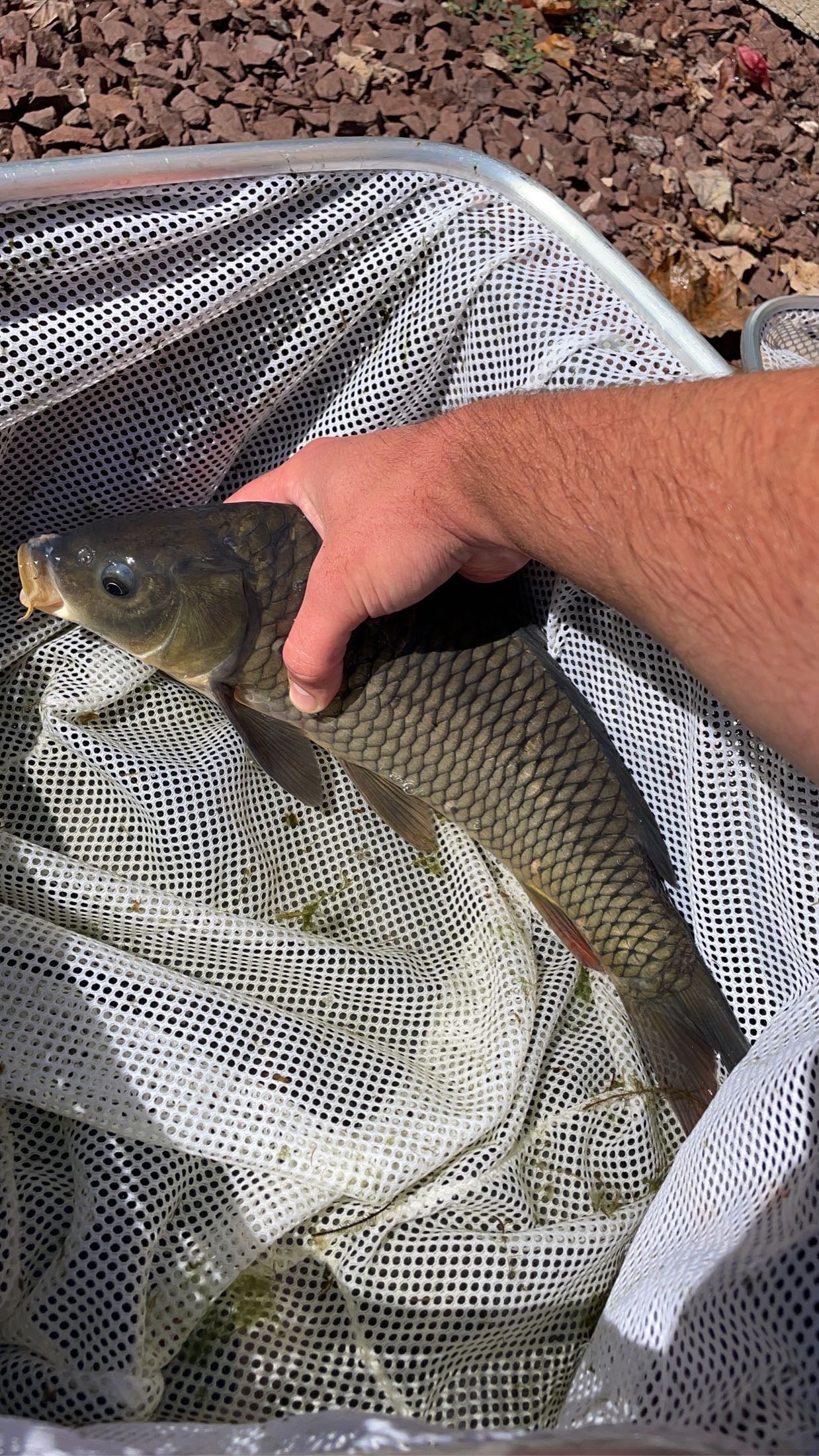 Common Carp (Cyprinus carpio) - WYSIWYG