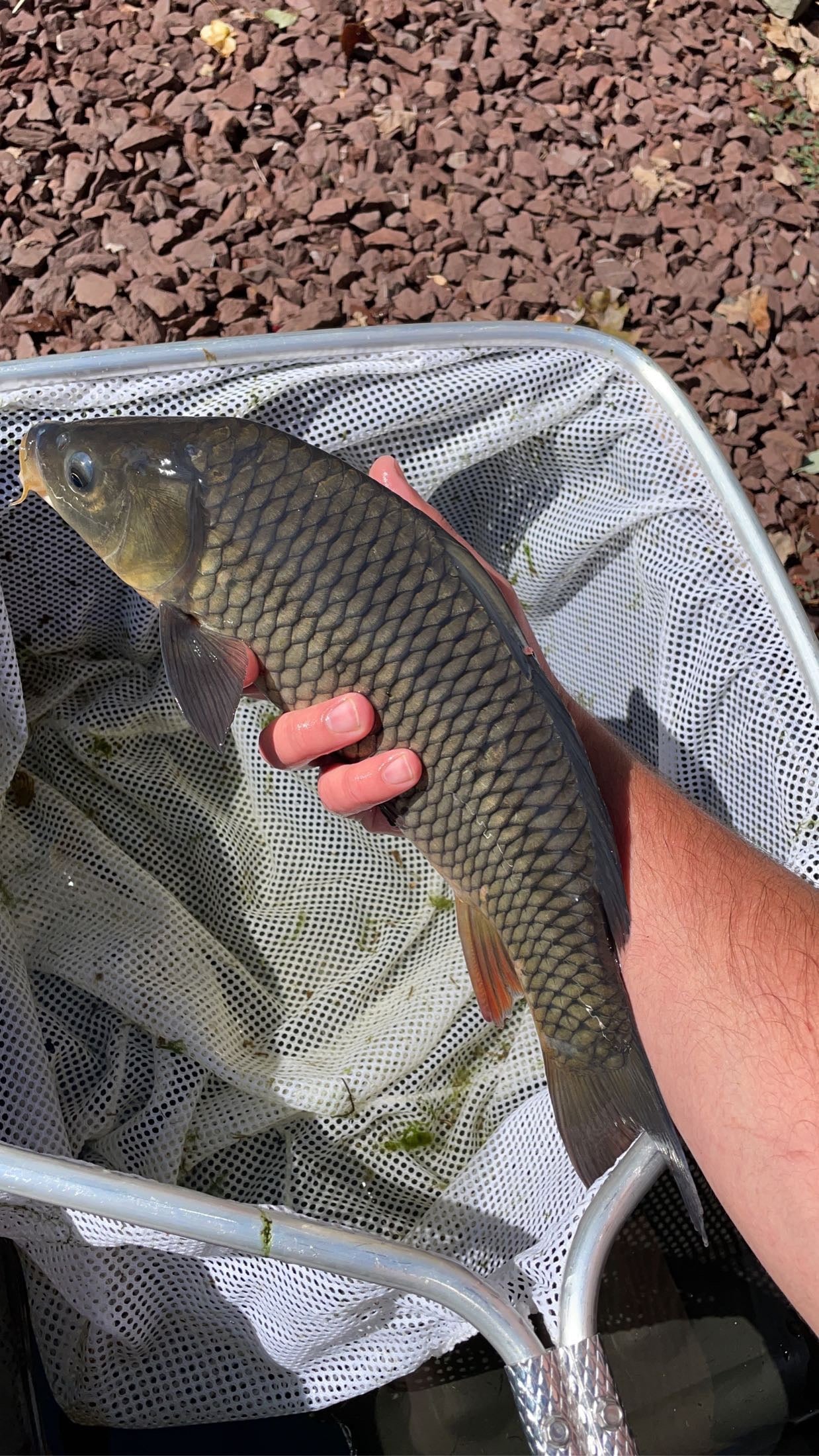 Common Carp (Cyprinus carpio) - WYSIWYG