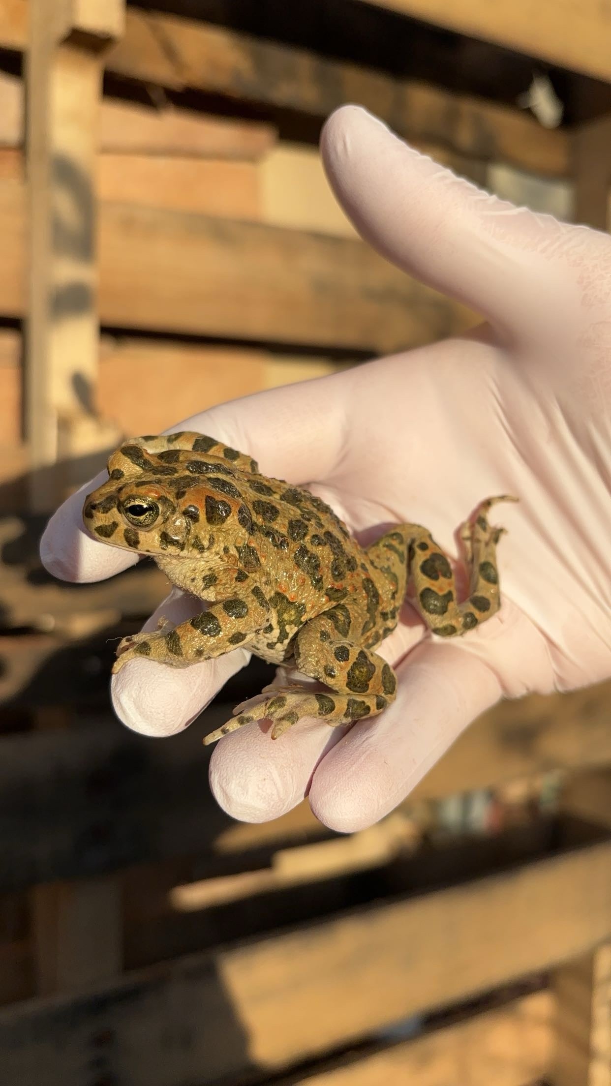 African Green Toad (Bufotes boulengeri)