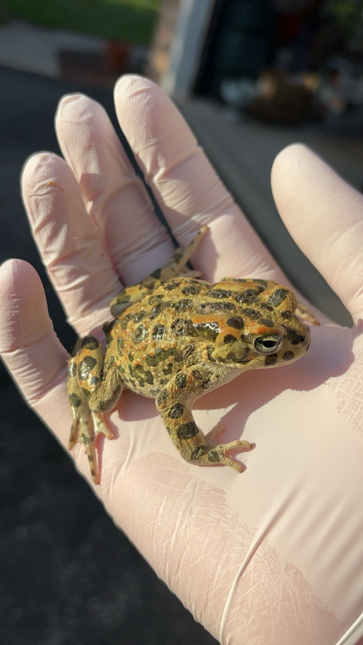 African Green Toad (Bufotes boulengeri)